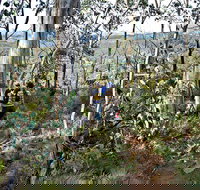 Summits Walking Track - Accommodation Cairns