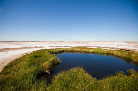 Wabma Kadarbu Mound Springs Conservation Park - Accommodation Cairns 0