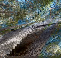 Wallumatta Nature Reserve - Accommodation Cairns