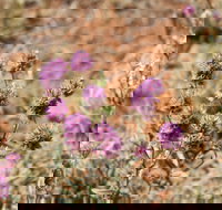 Walpa Gorge walk - Accommodation Cairns