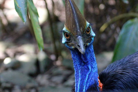 Wildlife Habitat - Accommodation Cairns 0