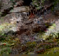 Wildlife Wonders - Accommodation Cairns