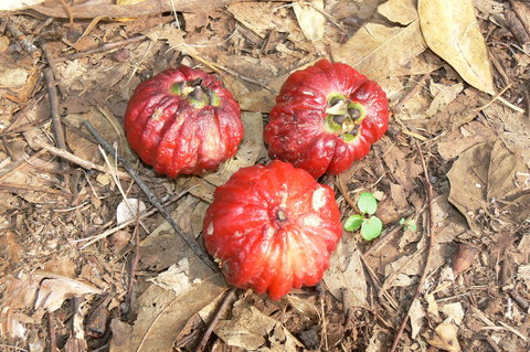 Window On The Wetlands - Accommodation Cairns 1