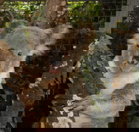 Birdland Animal Park - Accommodation Cairns