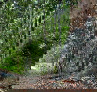 Blue Gum loop trail - Accommodation Cairns