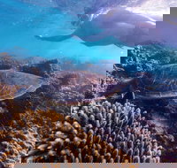 Complete Ningaloo Reef Experience - Accommodation Cairns