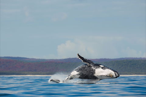 Fraser Coast Region - Accommodation Cairns 1