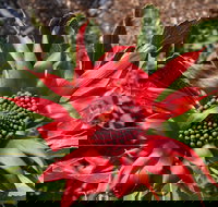 Inverawe Native Gardens - Accommodation Cairns