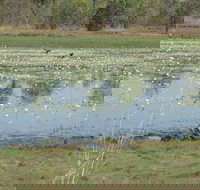 Leaning Tree Lagoon Nature Park - Accommodation Cairns