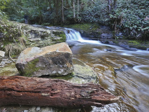 Liffey Falls Reserve - Accommodation Cairns 0