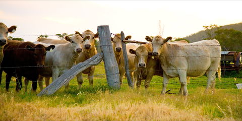 Maclagan - Accommodation Cairns 1