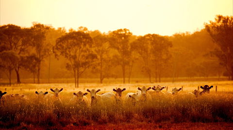 Maclagan - Accommodation Cairns 2