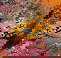 Magic Mountain Dive Site - Accommodation Cairns