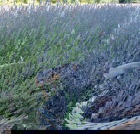 Melton - Accommodation Cairns