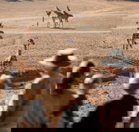 Monarto Safari Park - Accommodation Cairns