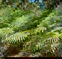 Mungo Rainforest Walk - Accommodation Cairns