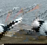 Pelican Feeding - Accommodation Cairns