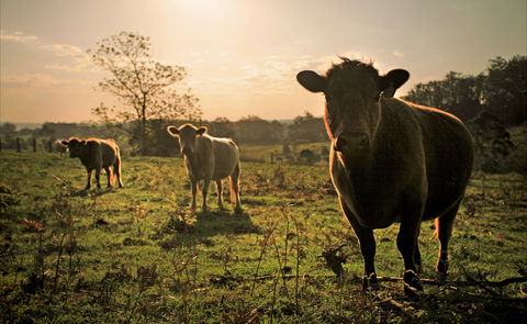 Ravensbourne - Accommodation Cairns 2