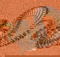 Red Desert Reptiles - Accommodation Cairns