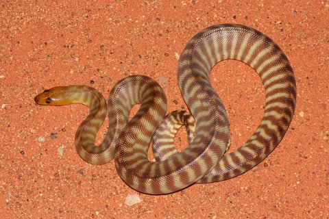 Red Desert Reptiles - Accommodation Cairns 0