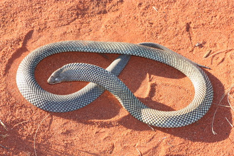 Red Desert Reptiles - Accommodation Cairns 1