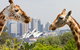 Taronga Zoo Combo Pass - thumb 0
