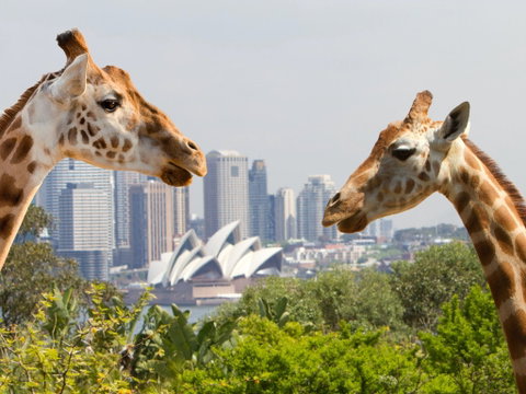 Taronga Zoo Combo Pass - Accommodation Cairns 0