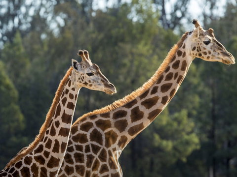 Taronga Zoo Combo Pass - Accommodation Cairns 1