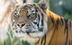 Taronga Zoo Combo Pass - thumb 2
