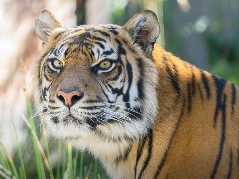 Taronga Zoo Combo Pass - Accommodation Cairns 2