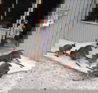 The Patriarch Wildlife Sanctuary - Accommodation Cairns