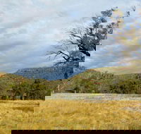 Weddin Mountains National Park - Accommodation Cairns
