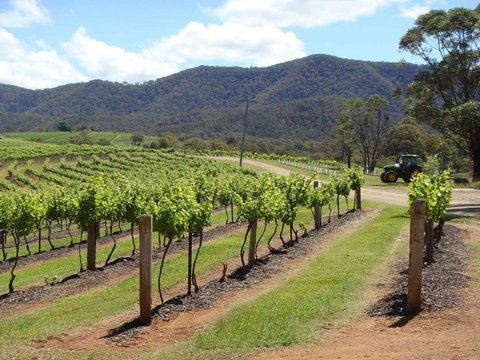 Wollombi - Accommodation Cairns 1