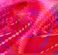 Abandon Stress Mobile Massage - Accommodation Cairns