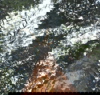 Bird Tree and Benaroon - Accommodation Cairns