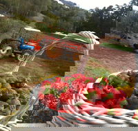 Blue Hills Berries and Cherries - Accommodation Cairns