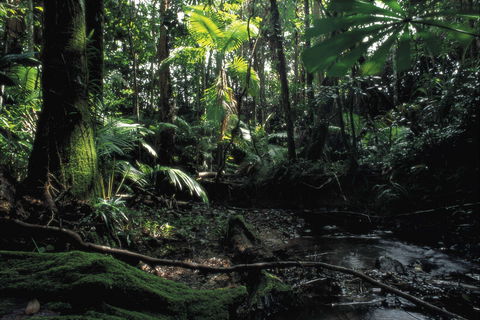 Cape Tribulation, Daintree National Park - Accommodation Cairns 2