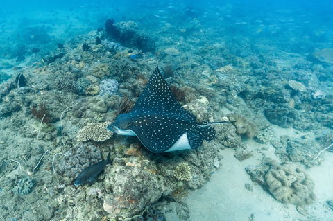 Child Island Dive Site - Accommodation Cairns 0