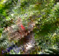 Depot Beach Rainforest Walk - Accommodation Cairns