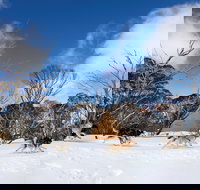 Dinner Plain - Accommodation Cairns