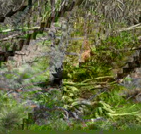 Hopetoun Falls Walking Track - Accommodation Cairns