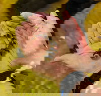 Irukandji Shark and Ray Encounters - Accommodation Cairns