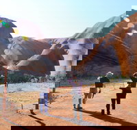 Kuniya walk to Mutitjulu Waterhole - Accommodation Cairns