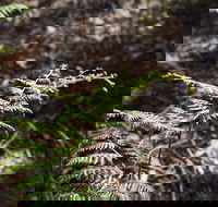Langwarrin Flora and Fauna Reserve Walking Trails - Accommodation Cairns