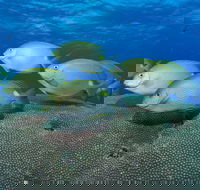 Lodestone Reef - Accommodation Cairns