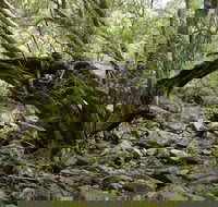 Mitchell River Walking Track - Accommodation Cairns