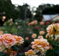 Newtown Park State Rose Garden - Accommodation Cairns