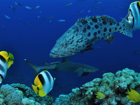 Osprey Reef - Accommodation Cairns 0