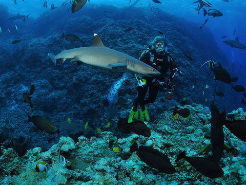 Osprey Reef - Accommodation Cairns 1