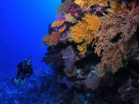 Osprey Reef - Accommodation Cairns 2